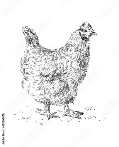 chicken hand drawing sketch engraving illustration style