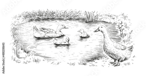 duck and ducklings hand drawing sketch engraving illustration style