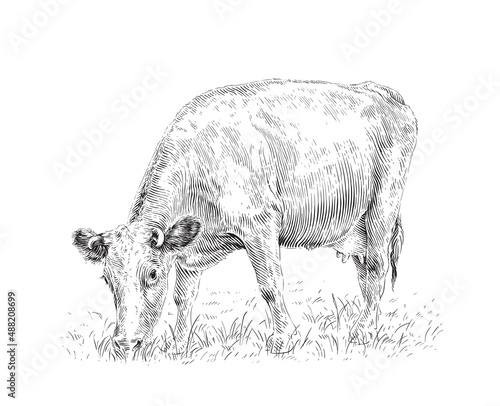 cow is standing nibbling grass sketch engraving illustration style