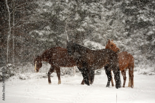 Schneefall auf der Pferdekoppel. Schöne Pferde im SCHNEE