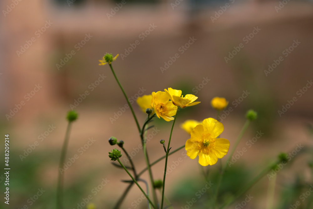 nahaufnahme einer gelb blühenden Blume