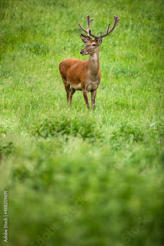 Fallow deer wild ruminant mammal on pasture in summer