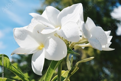 white flower in the park photo