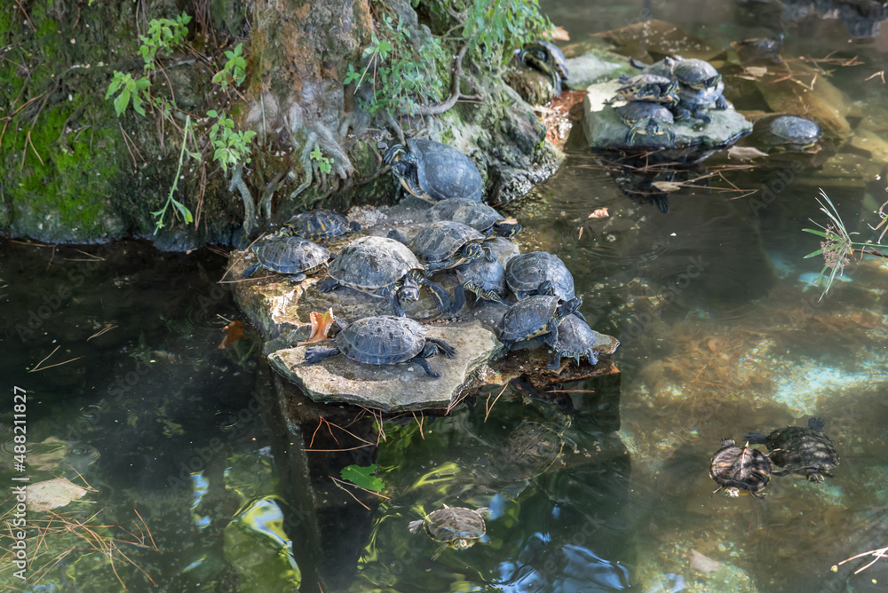 Freshwater turtles in the fountain Freshwater turtles in the fountain