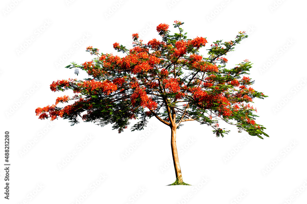 red flower pruning trees in thailand Isolated on a white background . Paths are cut.