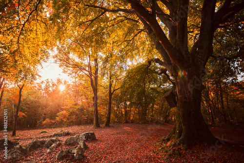 beech tree in an autumn morning