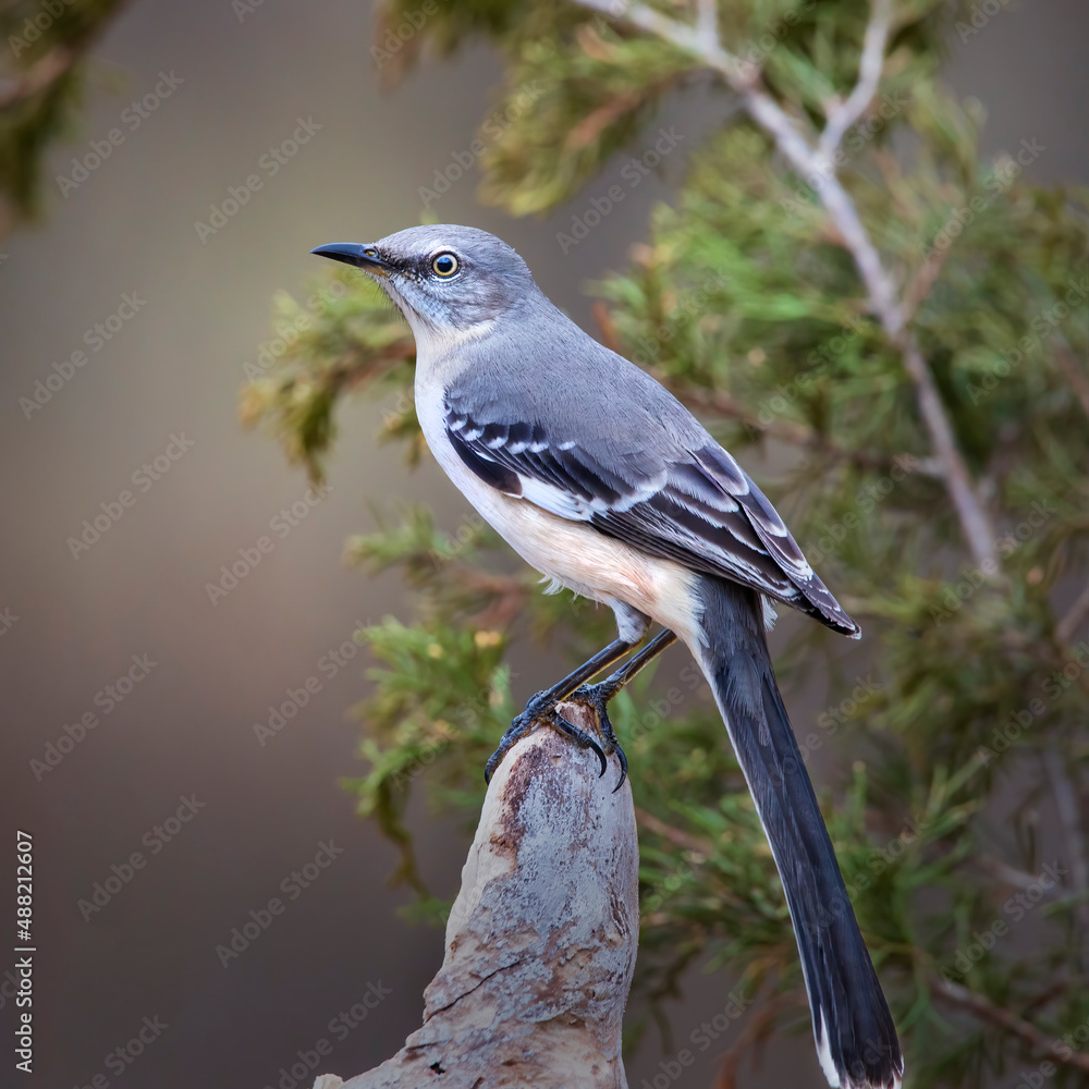 Naklejka premium mockingbird