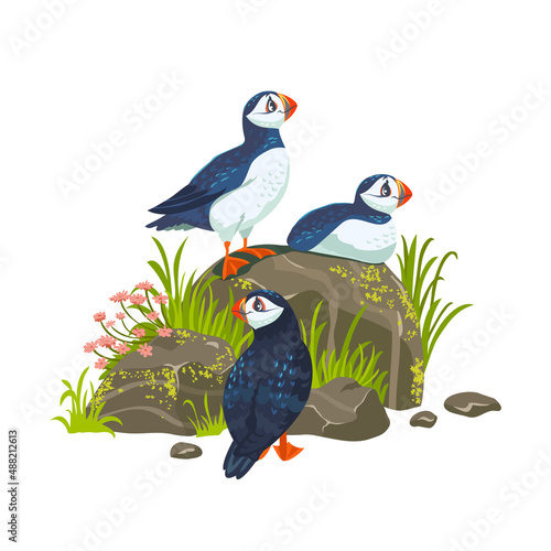 puffins birds