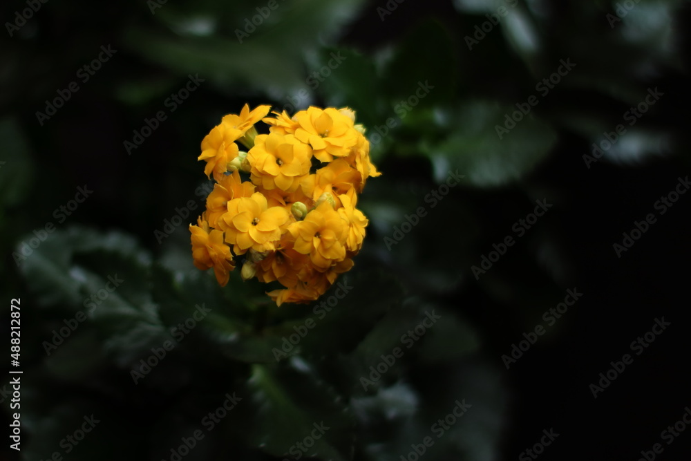 kwiat kalanchoe kwitnący na żółto, zdjęcie w stylu dark mood, duża głębia ostrości, głęboka zieleń liści - obrazy, fototapety, plakaty 