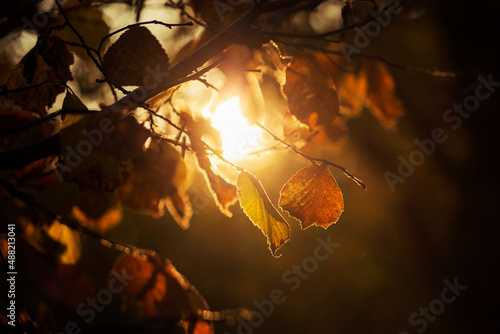 hazelnut leaf in autumn at sunrise