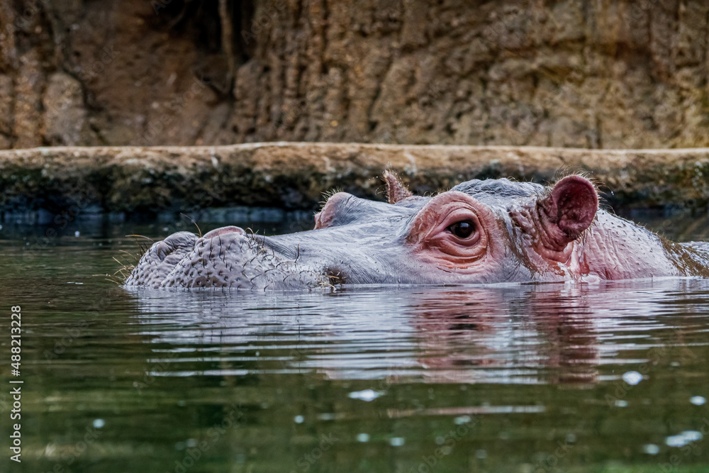 Fototapeta premium hippopotamus in water