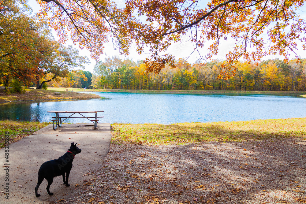 A black dog looks out at a lake with fall colors