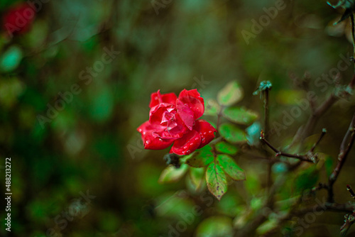 Red rose blooming in the garden with heavy bokeh. photo