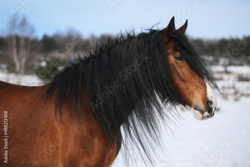Shire horse mare