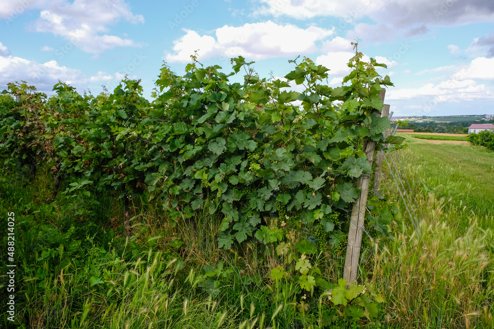 Vineyard with organic young grapes near the village Saulheim, Germany. Rheinhessen wine region.