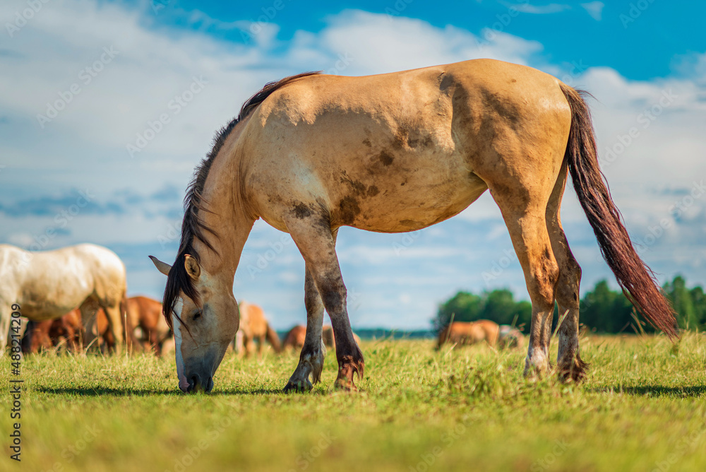 Obraz premium Thoroughbred horses graze on a summer farmer's field.