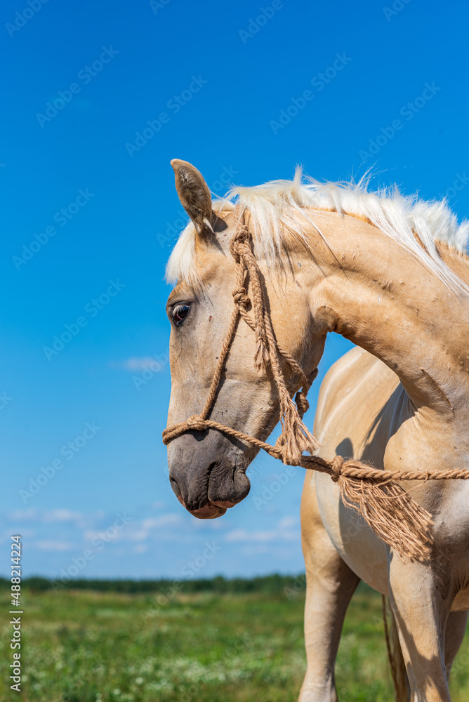 Fototapeta premium Thoroughbred horses graze on a summer farmer's field.