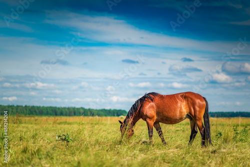 Thoroughbred horses graze on a summer farmer s field.