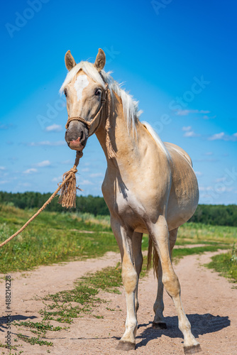 Fototapeta Naklejka Na Ścianę i Meble -  Thoroughbred horses graze on a summer farmer's field.