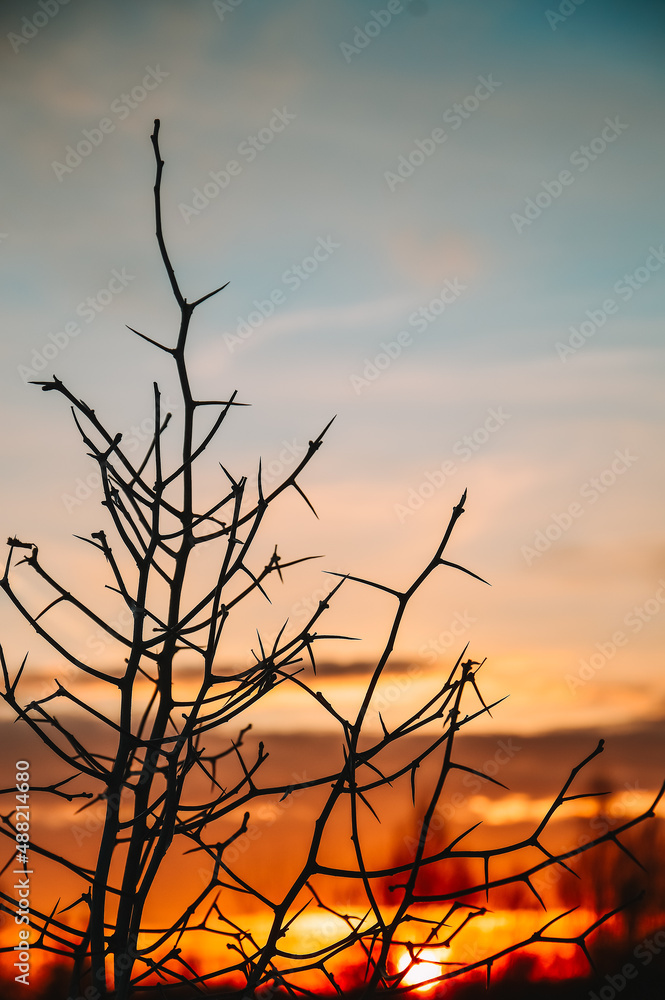 Fototapeta premium Thorny branches of a hawthorn bush on the background of sunset. The beauty of the wild. Romance and tranquility, pleasure and peace. Golden clouds and orange sunset
