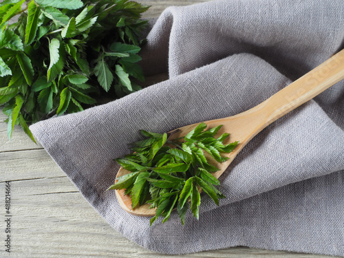 Fresh young leaves of bishop's weed snyt in a wooden spoon, napkin on a wooden background, flat layout. Medicinal plant aegopodium podagraria for use in food, alternative medicine and cosmetology photo