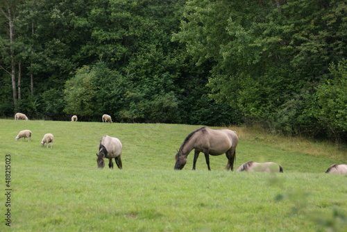 koń polski, konie, łąka, pastwisko  © Piotr