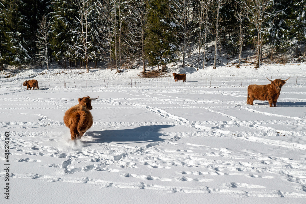 Highland bull running across a beautiful snow-covered meadow towards the herd. Highland bull running across a beautiful snow-covered meadow towards the herd.