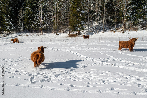 Fototapeta Naklejka Na Ścianę i Meble -  Highland bull running across a beautiful snow-covered meadow towards the herd.