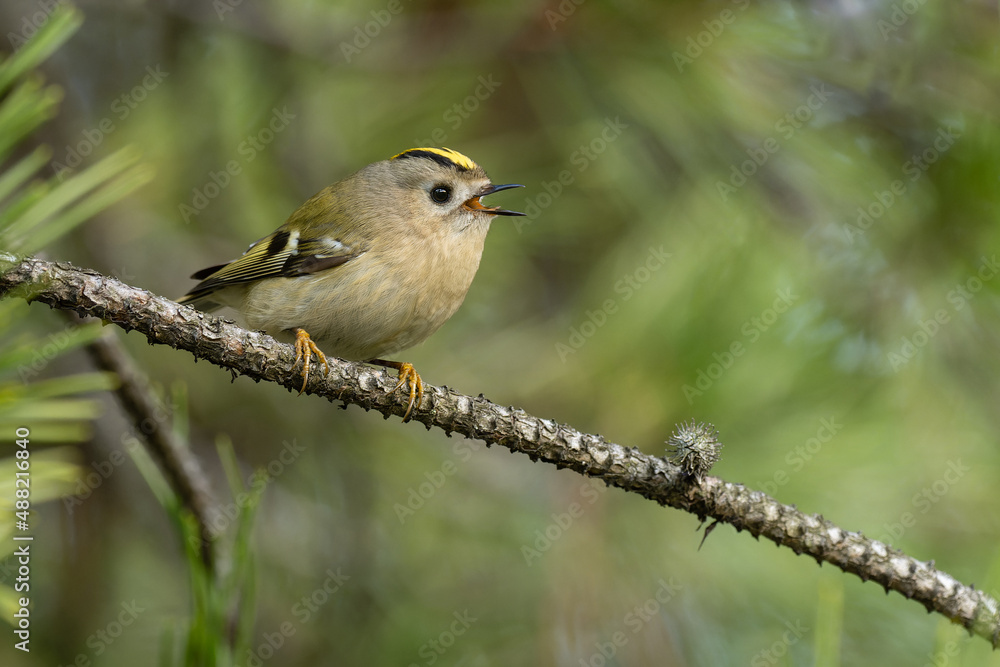 Beautiful nature scene with Goldcrest (Regulus regulus). Wildlife shot of Goldcrest (Regulus regulus) on the branch. Goldcrest (Regulus regulus) in the nature habitat. Beautiful nature scene with Goldcrest (Regulus regulus). Wildlife shot of Goldcrest (Regulus regulus) on the branch. Goldcrest (Regulus regulus) in the nature habitat.