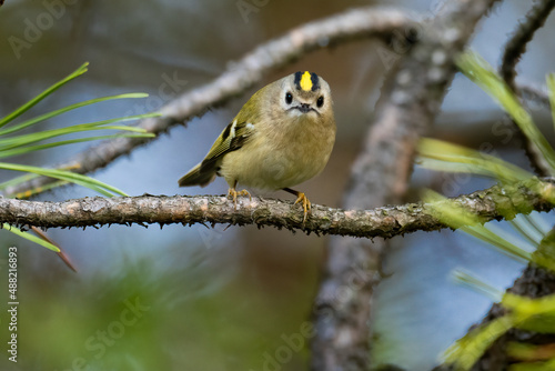 Beautiful nature scene with Goldcrest (Regulus regulus). Wildlife shot of Goldcrest (Regulus regulus) on the branch. Goldcrest (Regulus regulus) in the nature habitat.