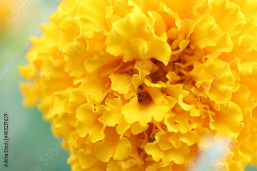 Close up of yellow curly petals marigold © kapichka