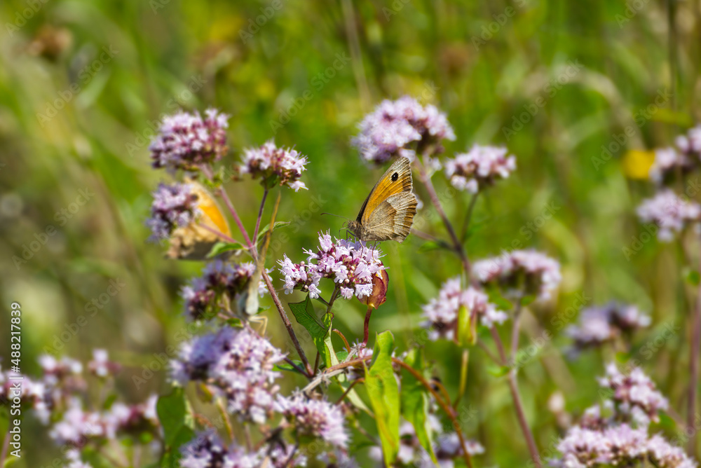 Meadow brown (maniola jurtina) butterfly sitting on a pink flower in Zurich, Switzerland Meadow brown (maniola jurtina) butterfly sitting on a pink flower in Zurich, Switzerland