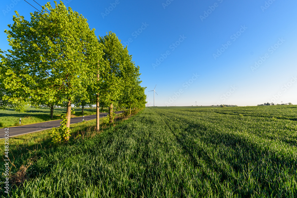 Obraz premium Feld mit Windrad