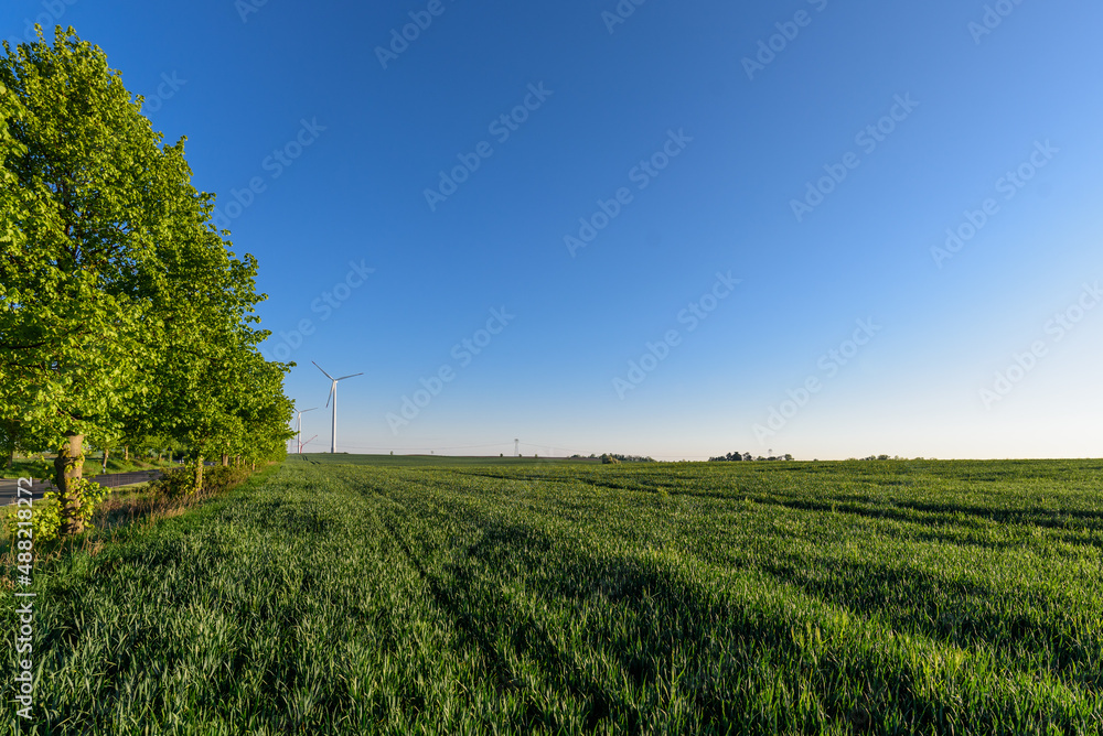 Fototapeta premium Feld mit Windrad