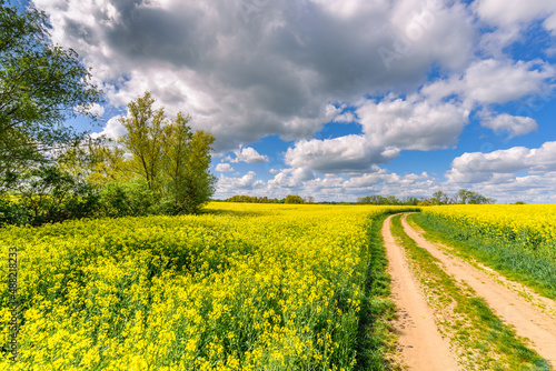 Rapsfeld mit Feldweg