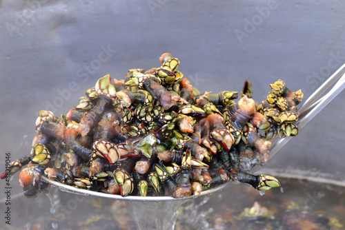 Galician barnacles from Roncudo, cooked and smoking cedeira

 photo