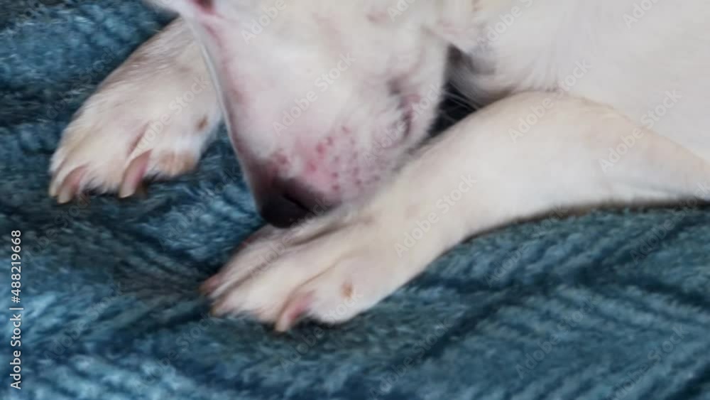 A white dog in the sunlight, lying on the couch and licking his paw. A white dog in the sunlight, lying on the couch and licking his paw.