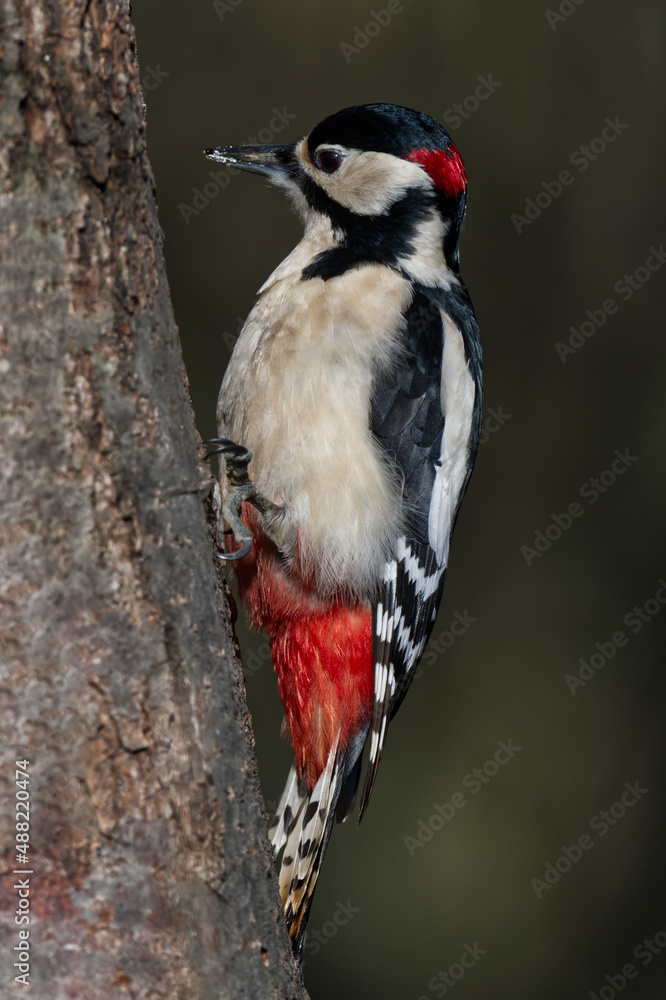 Male greater spotted woodpecker on a tree Male greater spotted woodpecker on a tree