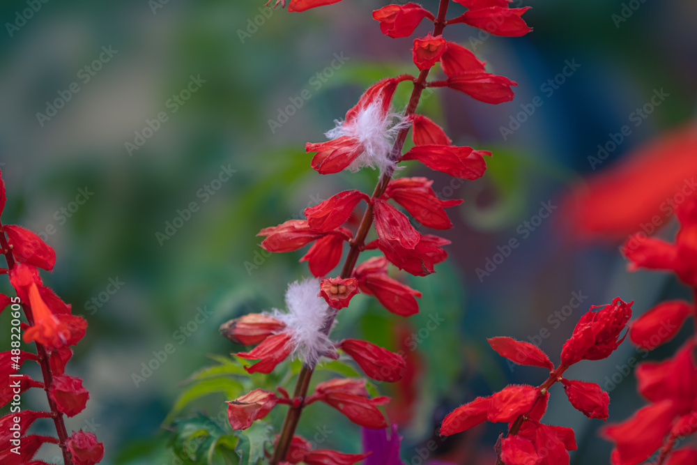 Close-up view of red salvia flower with bird feathers stuck on its petals Close-up view of red salvia flower with bird feathers stuck on its petals
