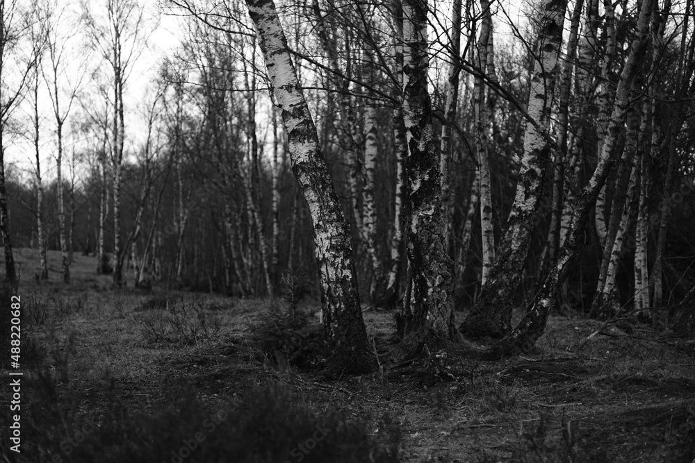 Fototapeta premium Winterzeit in Wald und Heide Gebieten in Nordrhein-Westfalen 