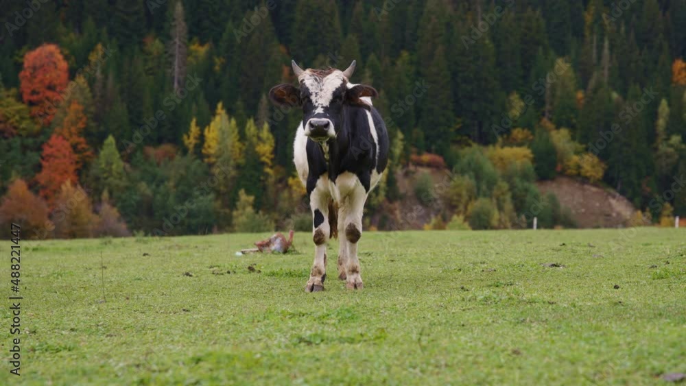 Black and white cow grazing on grassland and looking to the camera. Slow motion Black and white cow grazing on grassland and looking to the camera. Slow motion