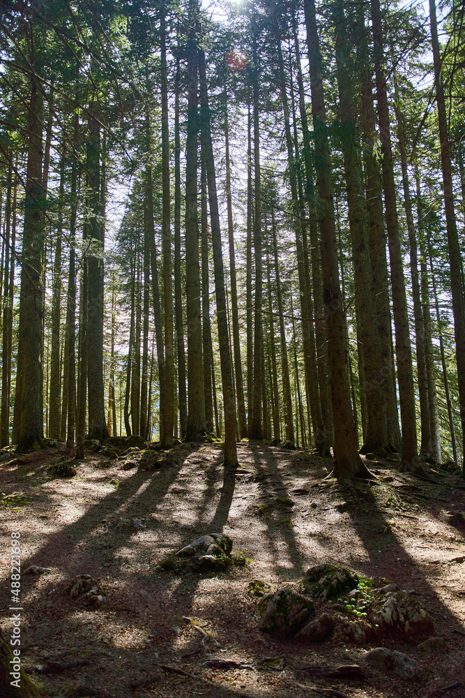 Looking up pine trees crowns branches in woods or forest. Tops of trees from ground view. Looking up pine trees crowns branches in woods or forest. Tops of trees from ground view.