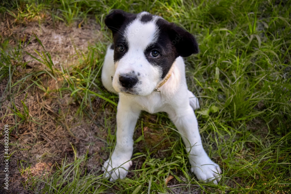 Black and white spotty puppy Alabai on green grass background. Cute small dog, breed Central Asian Shepherd. Top view. Close-up. Selective focus. Black and white spotty puppy Alabai on green grass background. Cute small dog, breed Central Asian Shepherd. Top view. Close-up. Selective focus.