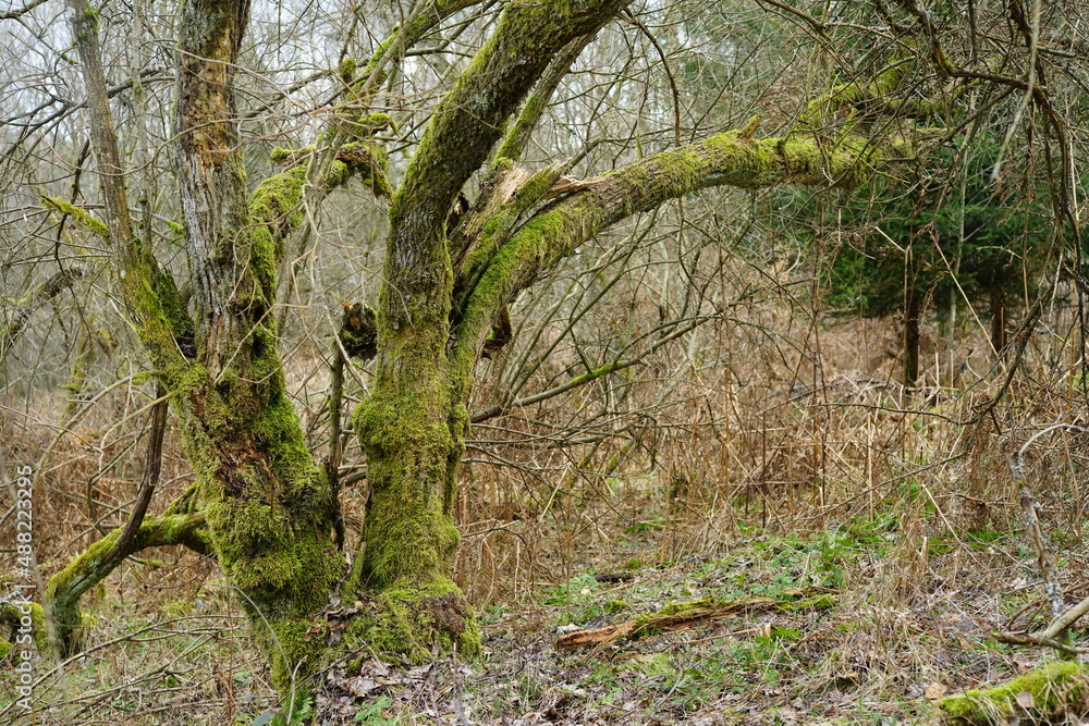Urwald mit Dickicht und Gebüsch, Totholz in einem nicht genutzten Wald Urwald mit Dickicht und Gebüsch, Totholz in einem nicht genutzten Wald