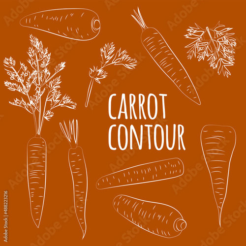 Set of carrots with leaves, linear, outline only, no fill. Vector graphics