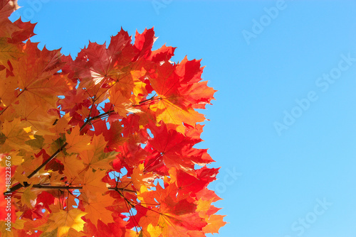 maple leaves in autumn against the sky