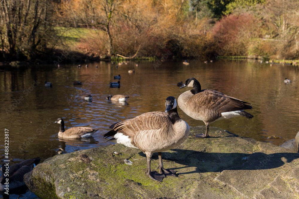 Canada geese standing on rocks with other birds in the Queen Elizabeth Park duck pond seen during a beautiful sunny winter day Vancouver British Columbia Canada Stock Photo Adobe Stock