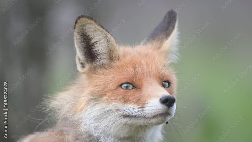 Red fox Vulpes vulpes. A fox scratches its neck on a beautiful background in the wild. Close up. Red fox Vulpes vulpes. A fox scratches its neck on a beautiful background in the wild. Close up.