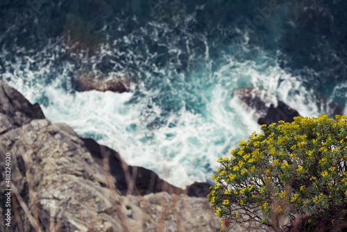 yellow flowers on background with waves and rocks from above