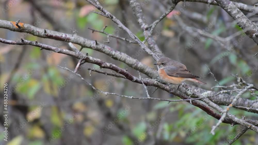 Common Redstart Phoenicurus phoenicurus. The bird sits on a branch and flies away. Common Redstart Phoenicurus phoenicurus. The bird sits on a branch and flies away.